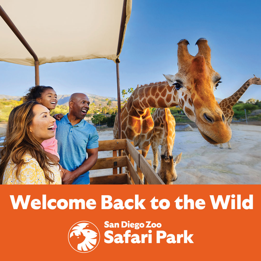 Win tickets to SDZ Safari Park